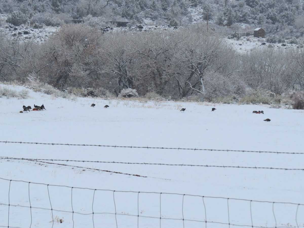 Wild Turkey - ML643213550