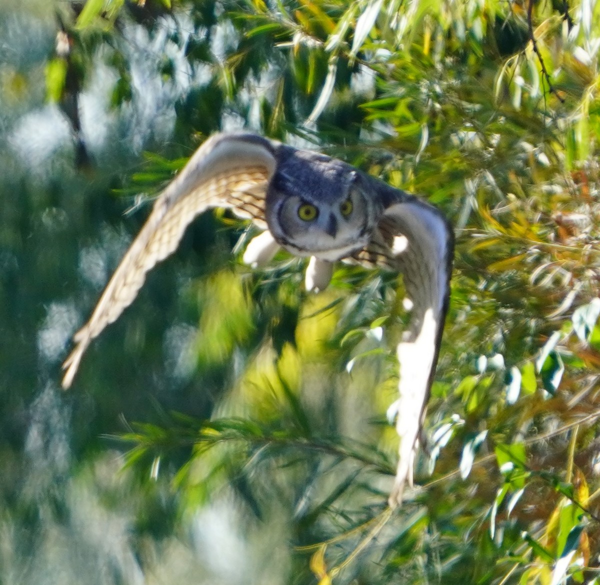 Great Horned Owl - ML643213557