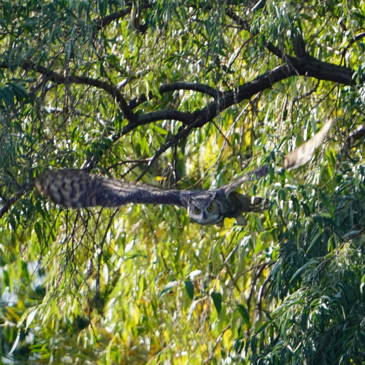 Great Horned Owl - ML643213576