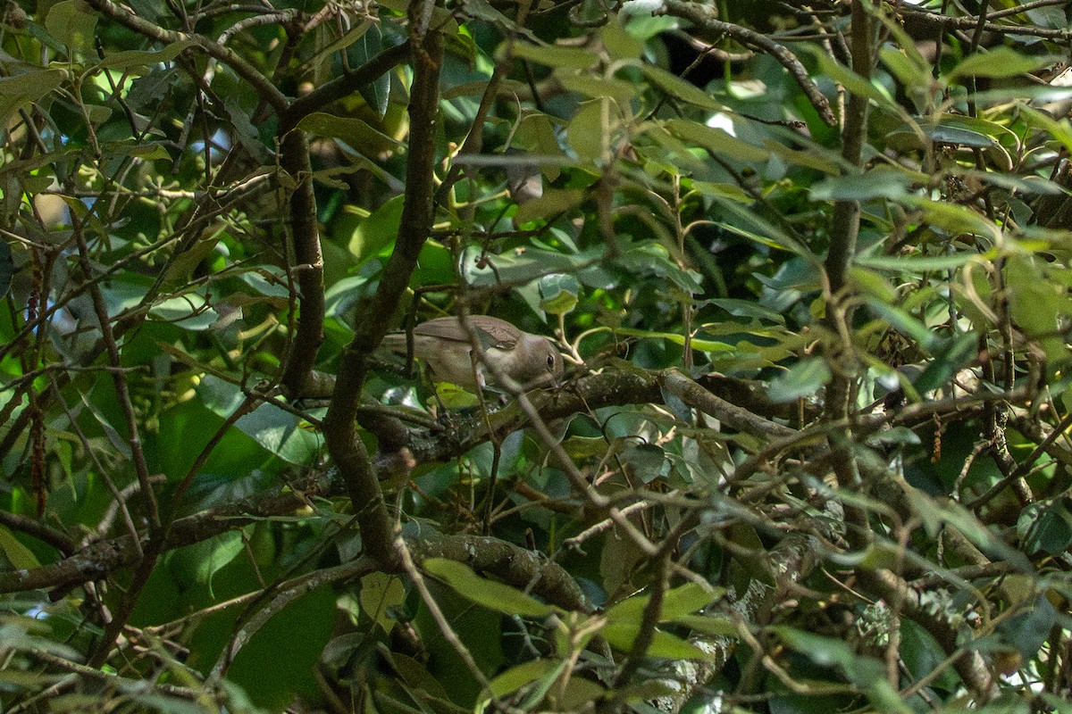 Garden Warbler - ML643213620