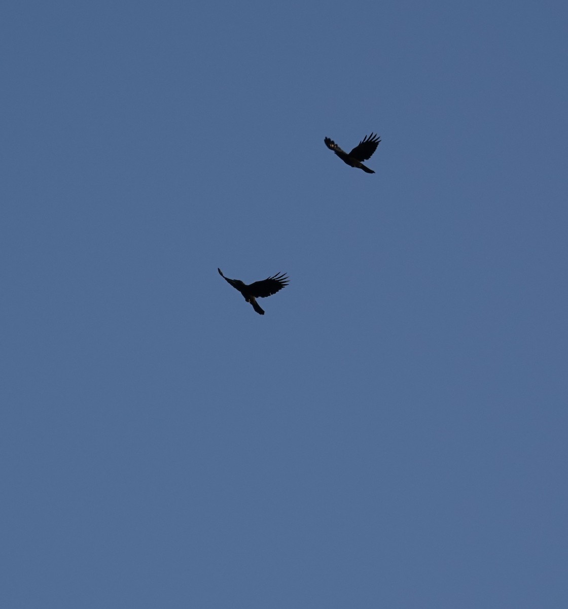 Common Raven - ML643213646