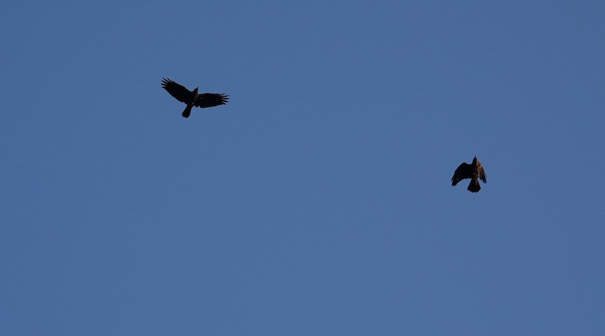 Common Raven - ML643213648