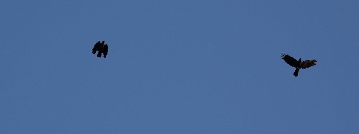 Common Raven - ML643213650