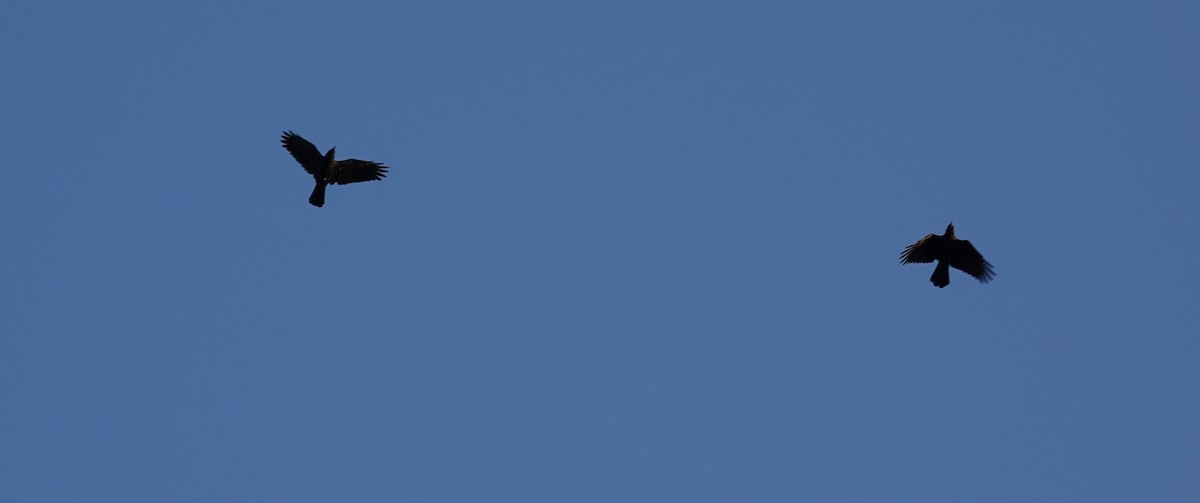 Common Raven - ML643213651