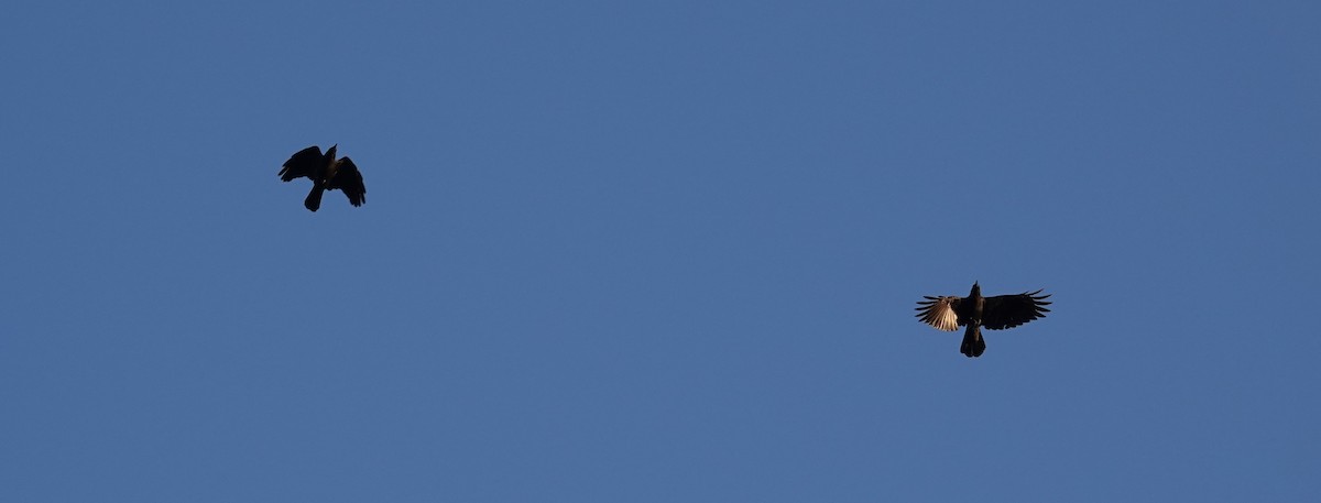 Common Raven - ML643213652