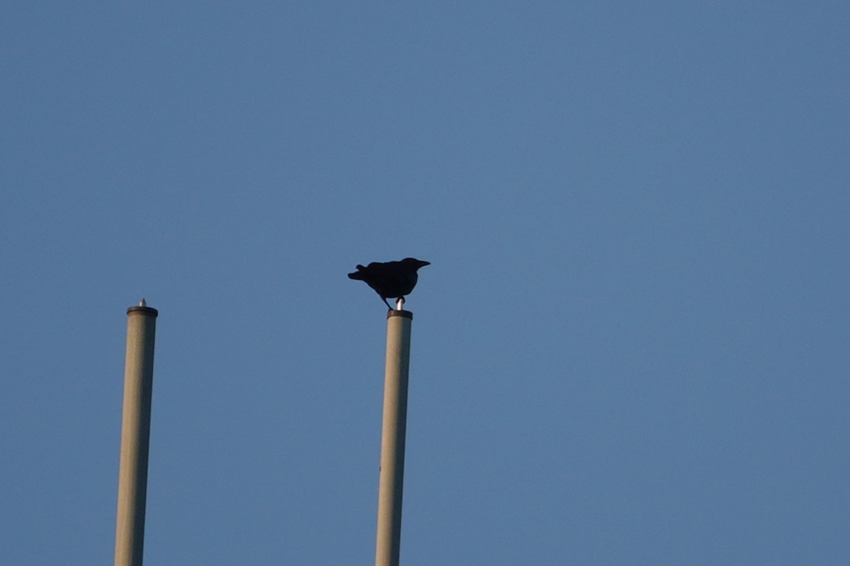 Common Raven - ML643213653