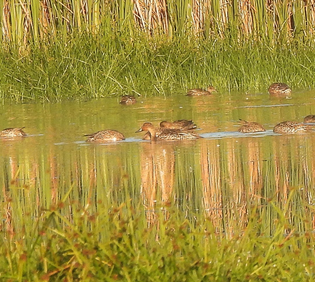 Canard pilet - ML643213654