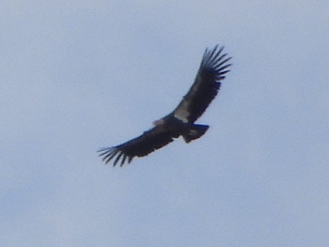 California Condor - ML643213660