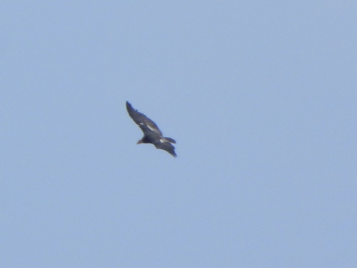 California Condor - ML643213661