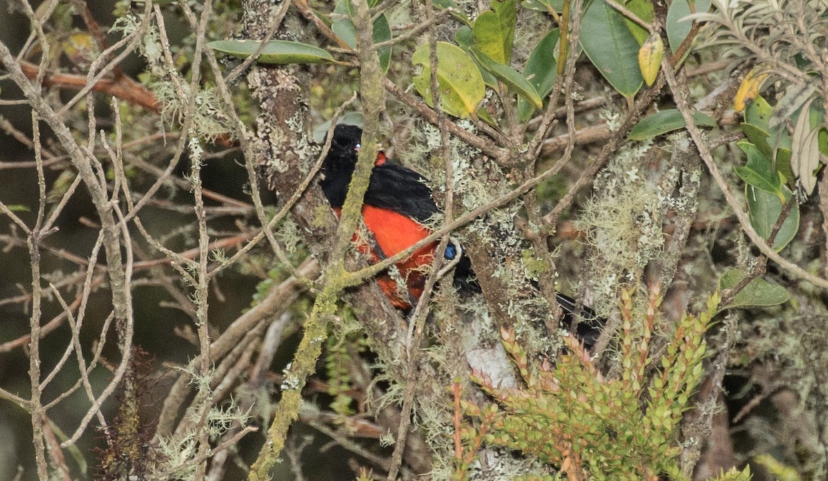 Scarlet-bellied Mountain Tanager - ML643213666