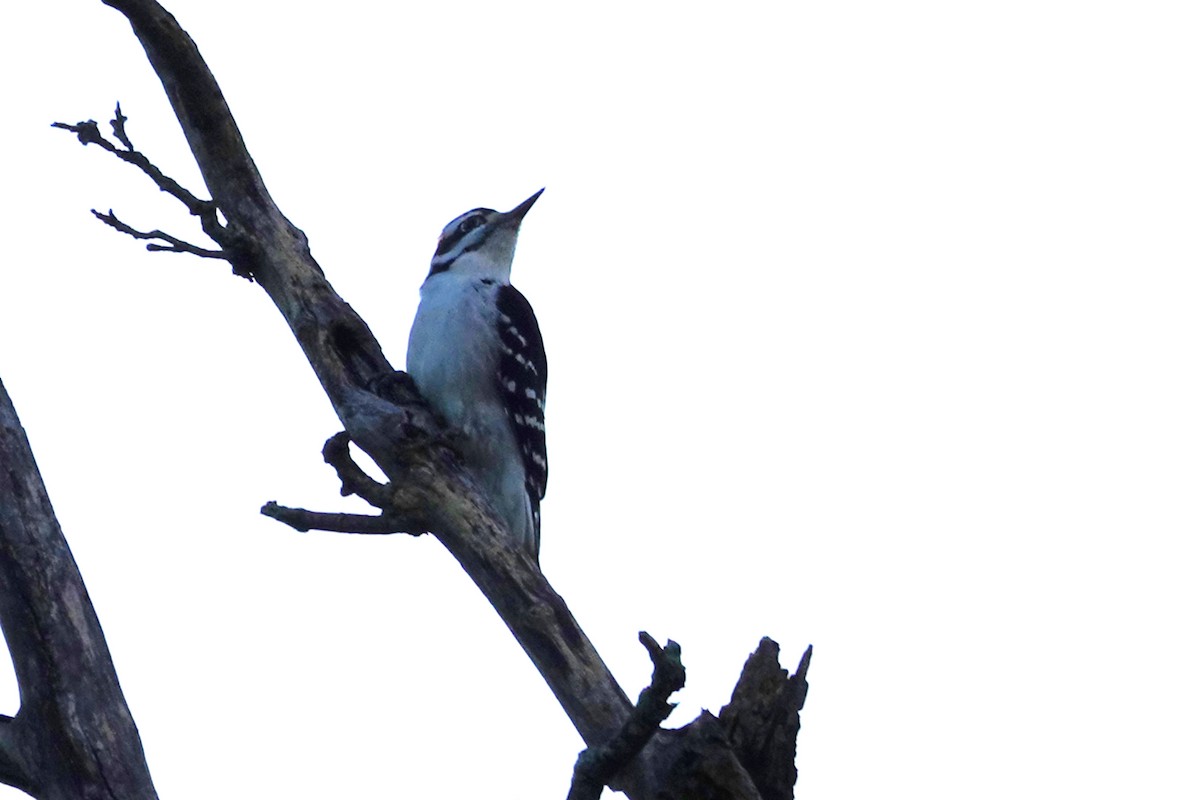 Hairy Woodpecker - ML643213686