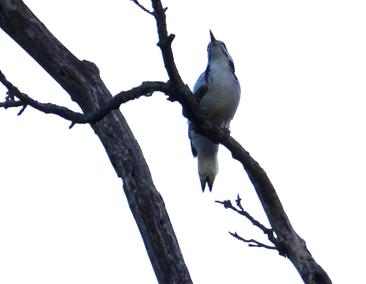Hairy Woodpecker - ML643213688