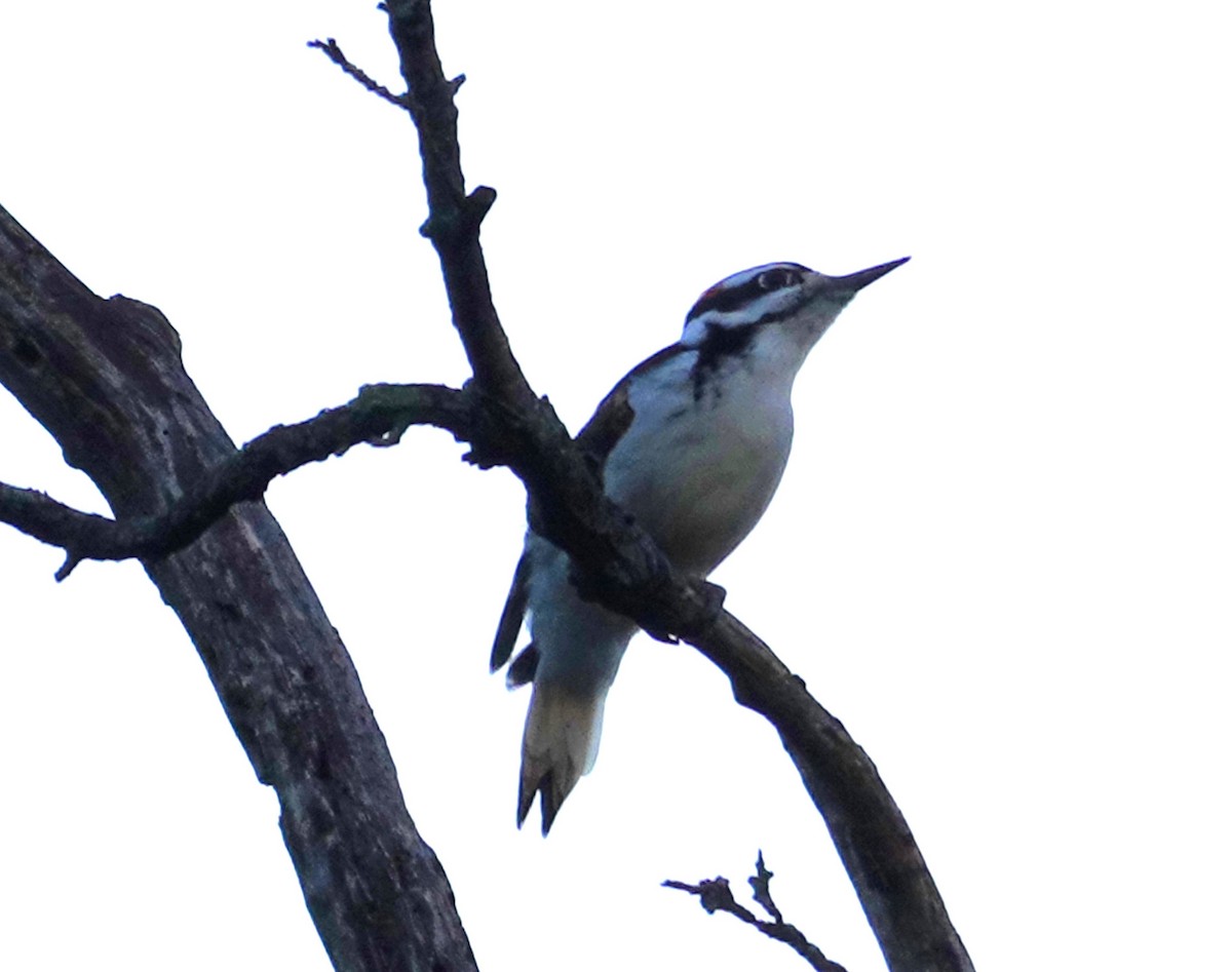Hairy Woodpecker - ML643213689