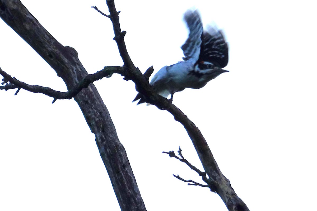 Hairy Woodpecker - ML643213690