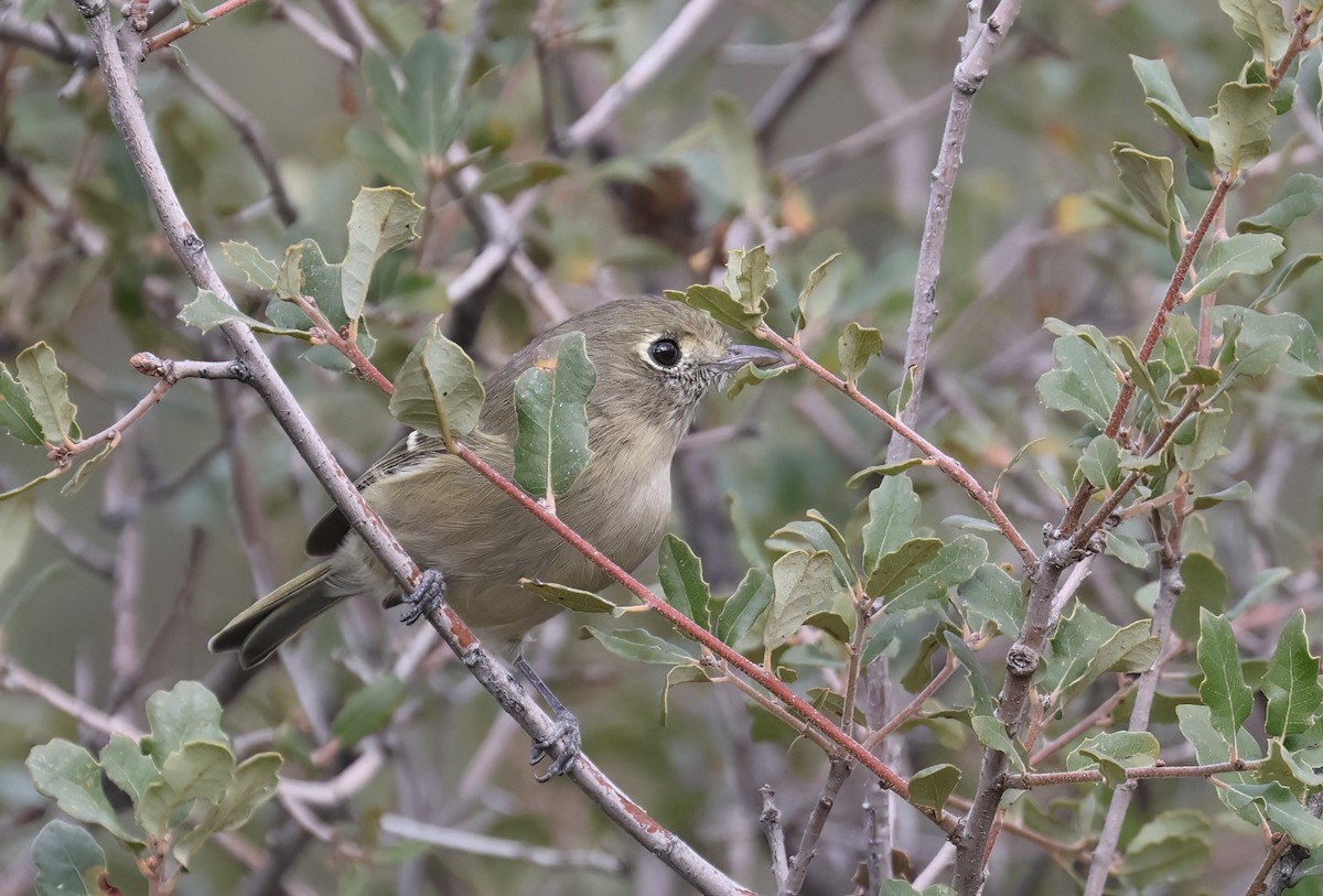 Hutton's Vireo - ML643213708