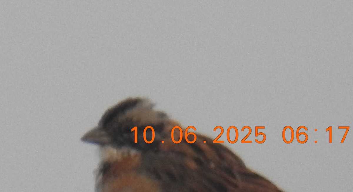 rustkragespurv - ML643213713