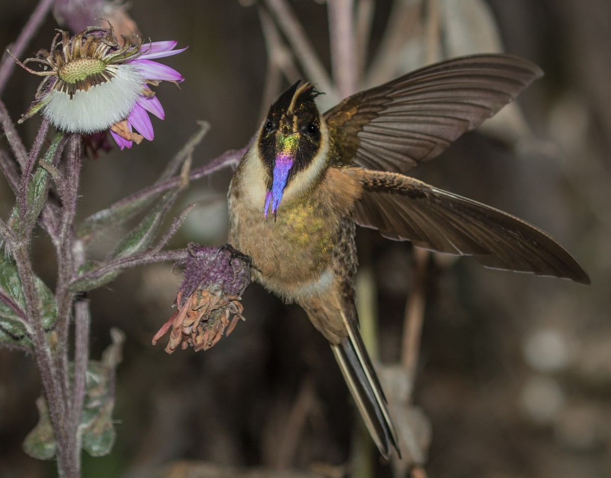 okerhjelmkolibri - ML643213716