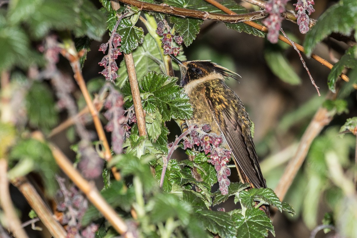 okerhjelmkolibri - ML643213717