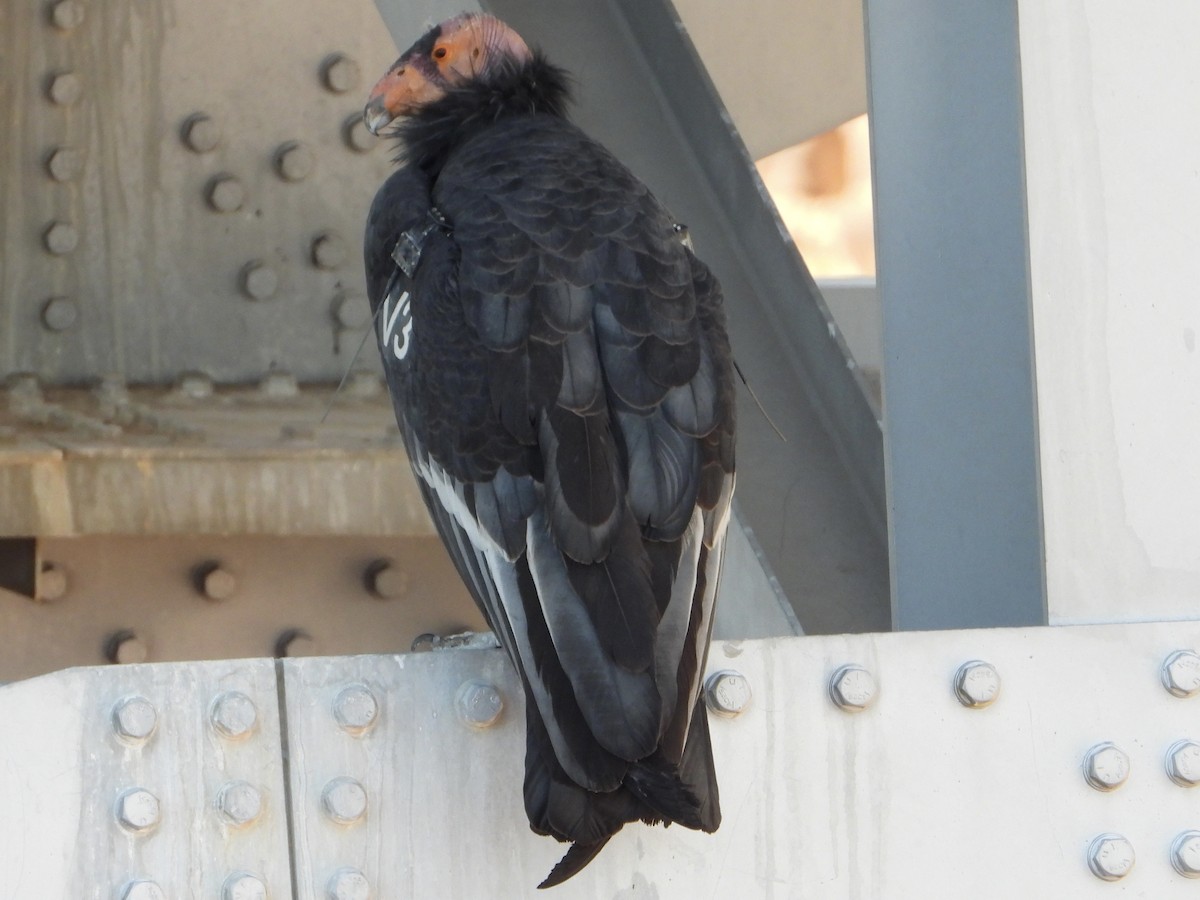 California Condor - ML643213720