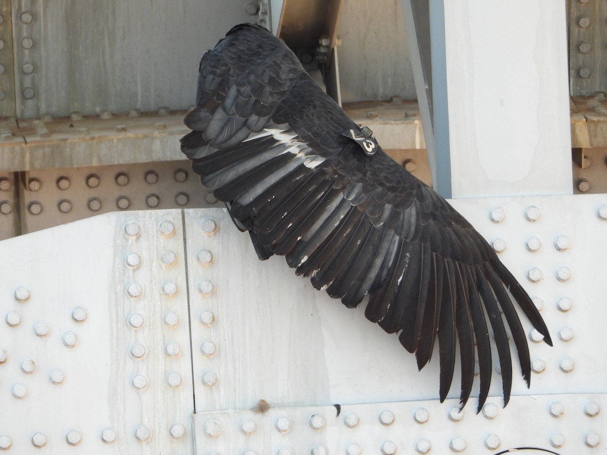 California Condor - ML643213721