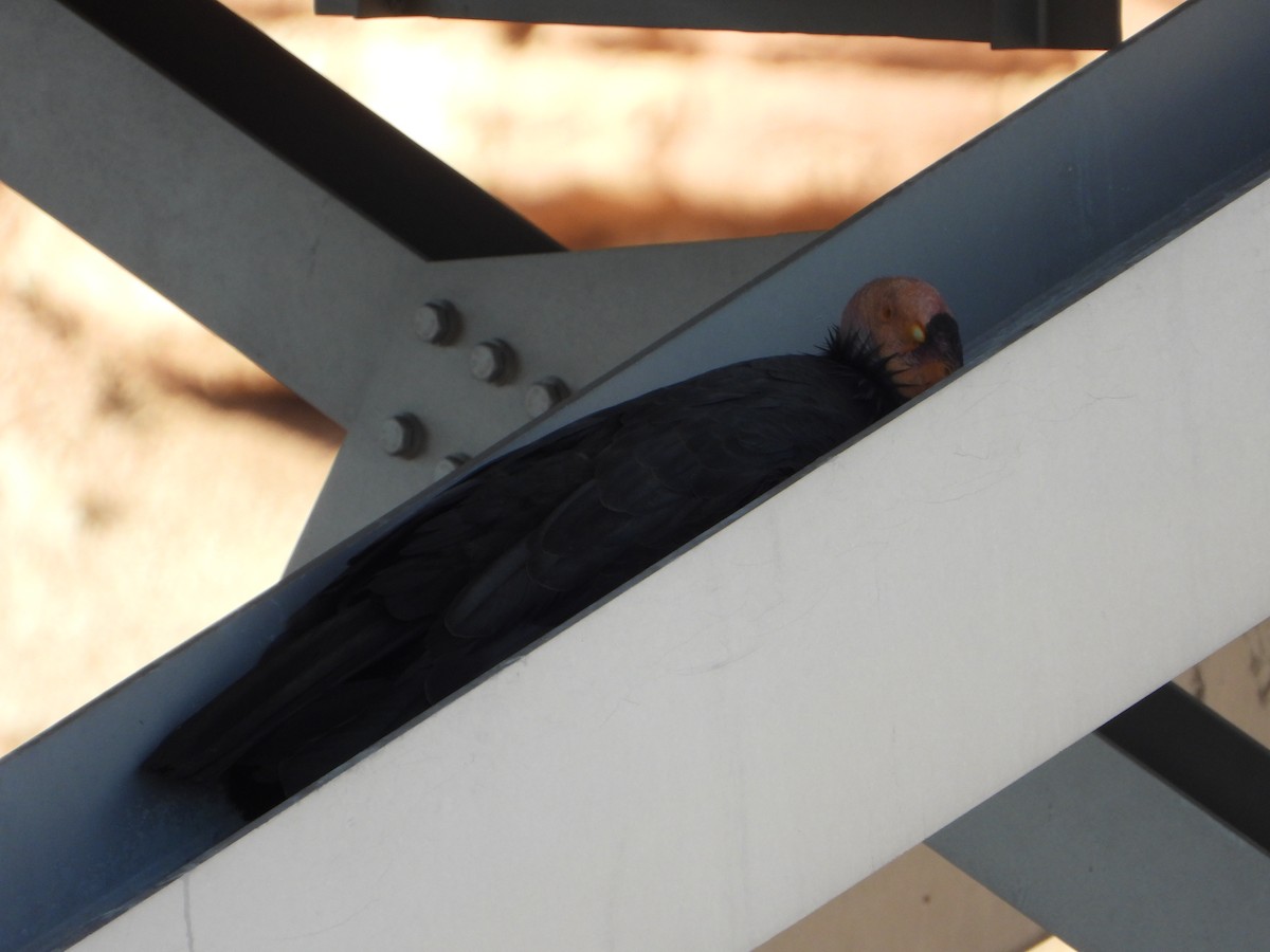 California Condor - ML643213722