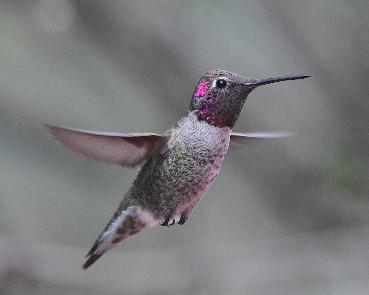 rødmaskekolibri - ML643213723