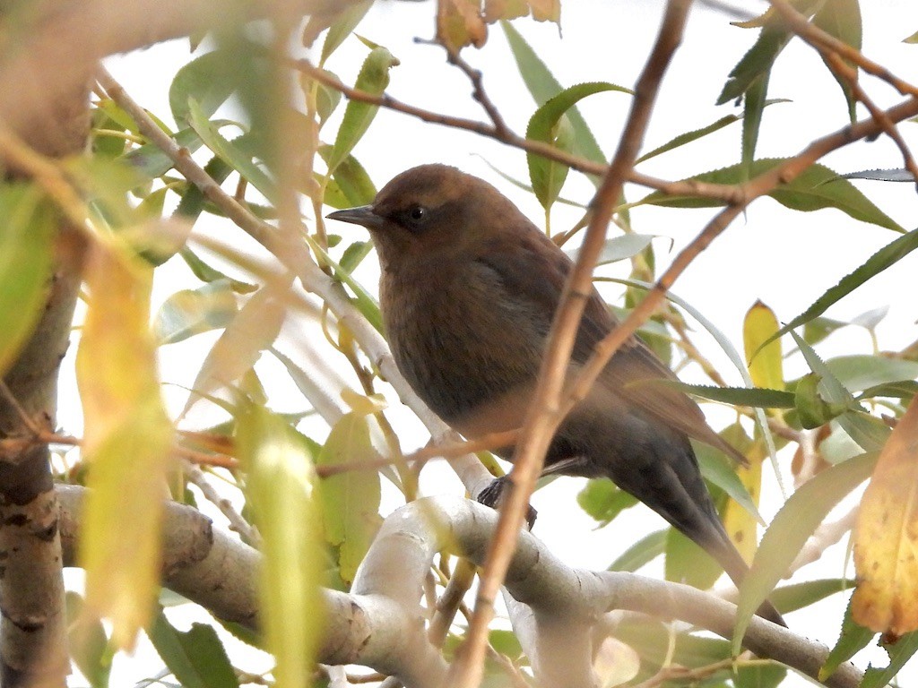kanadatrupial - ML643213727