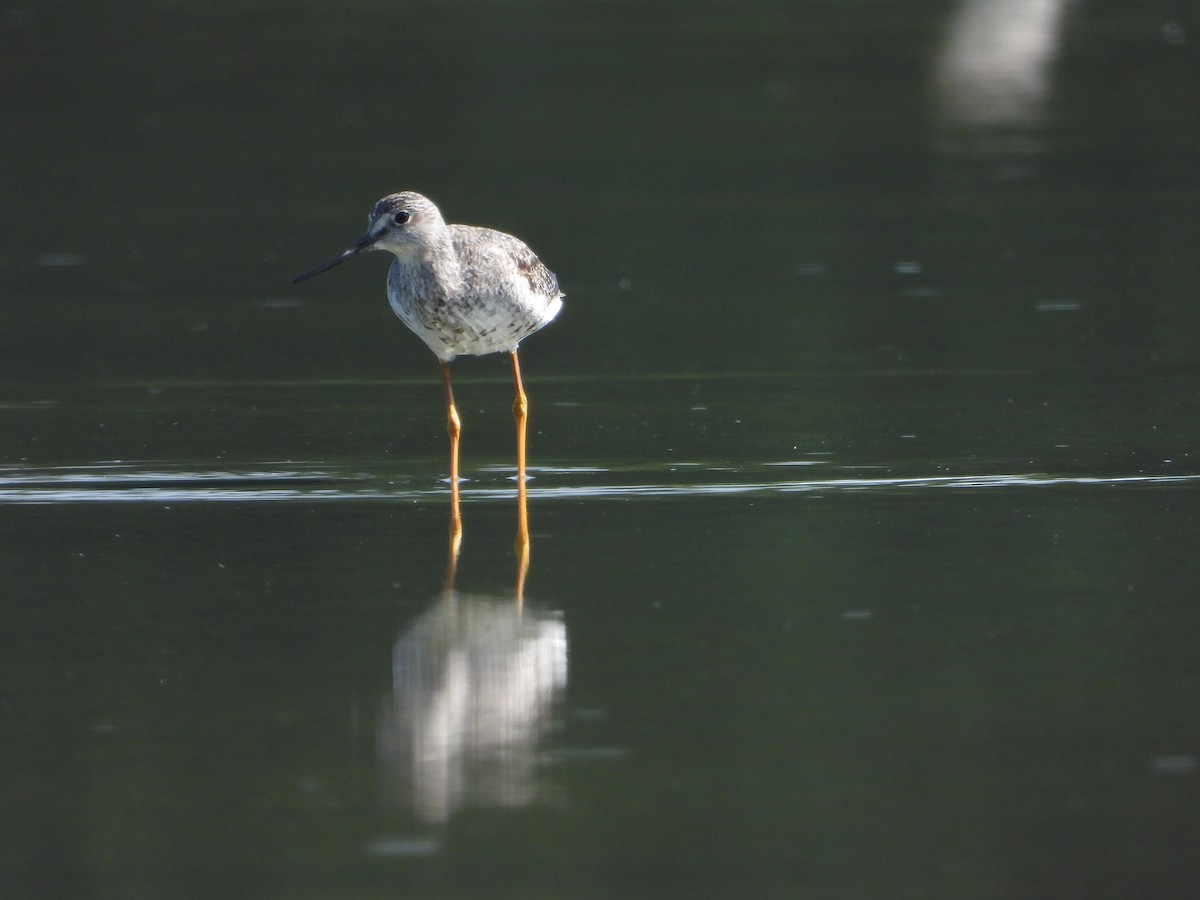 plystresnipe - ML643213743