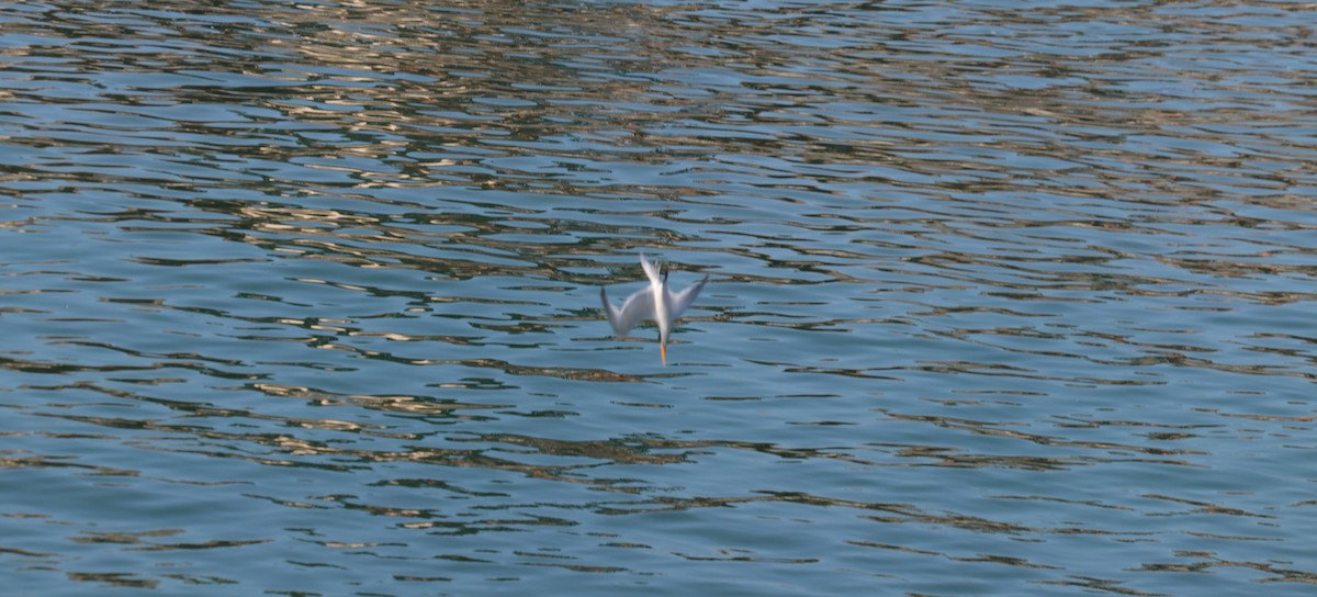 Elegant Tern - ML643213769