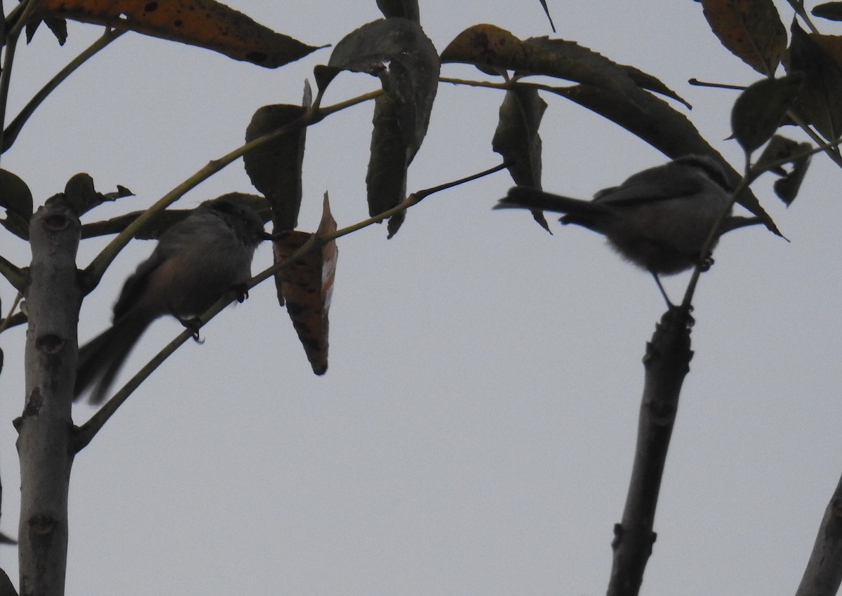 Bushtit - ML643213774