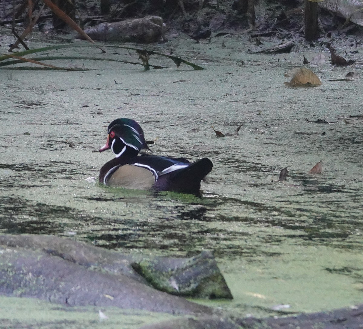 Wood Duck - ML643213776