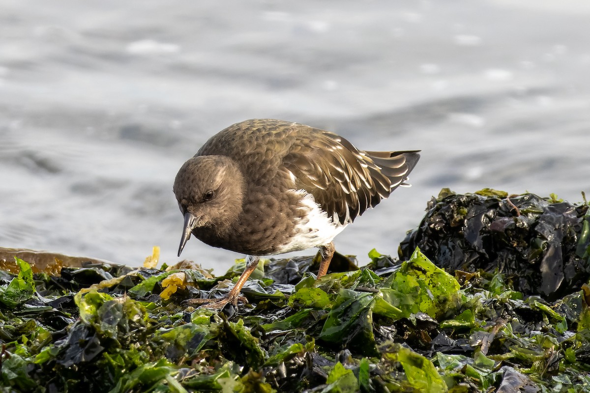 Black Turnstone - ML643213802