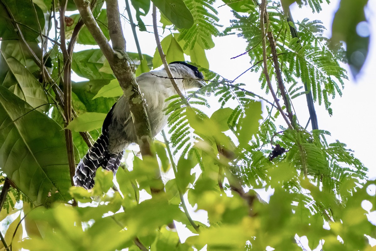 Giant Antshrike - ML643213812