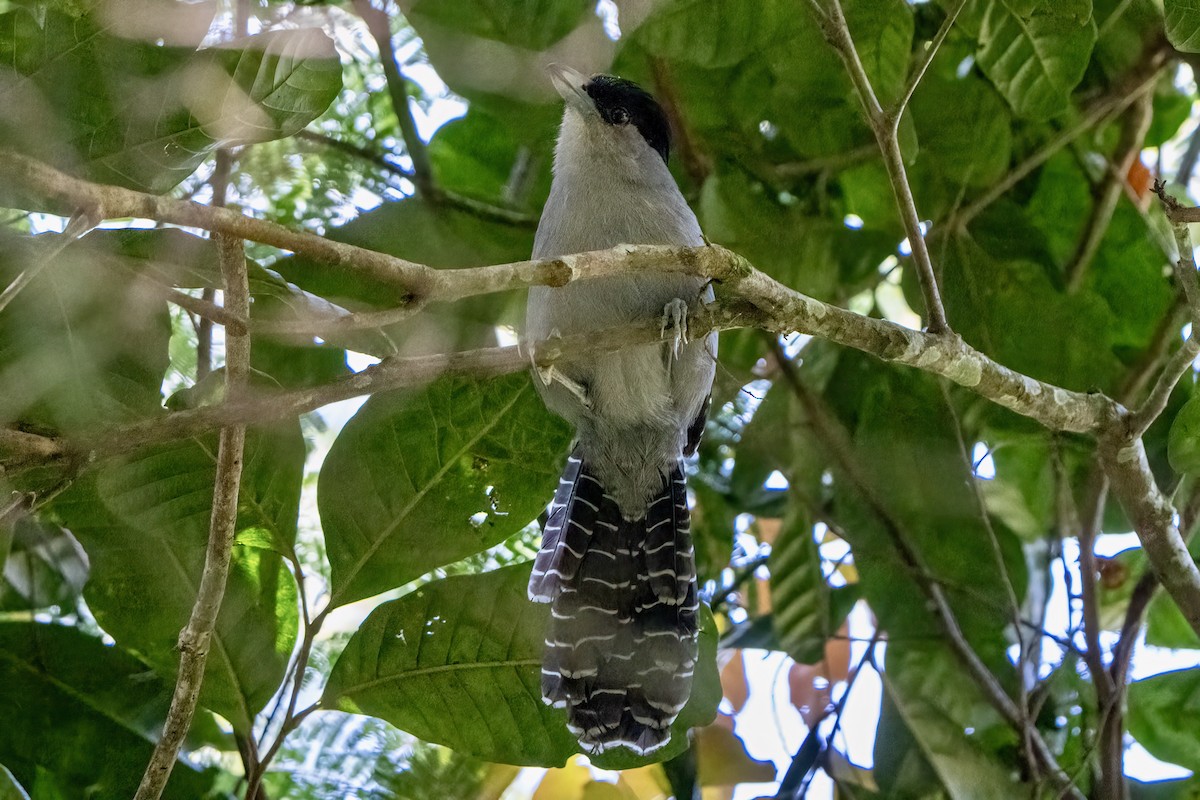 Giant Antshrike - ML643213813