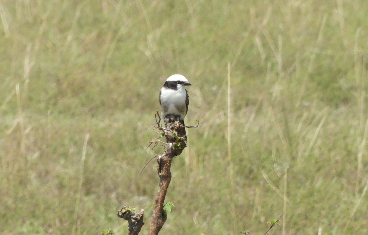 White-rumped Shrike - ML643213828