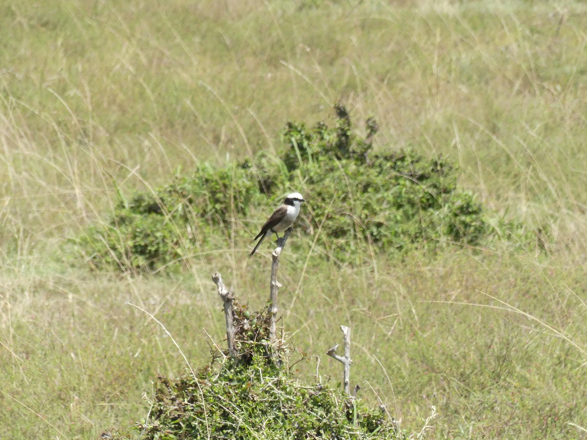 White-rumped Shrike - ML643213829
