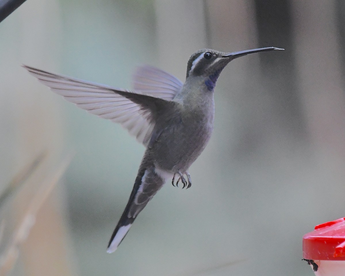 Blue-throated Mountain-gem - ML643213833
