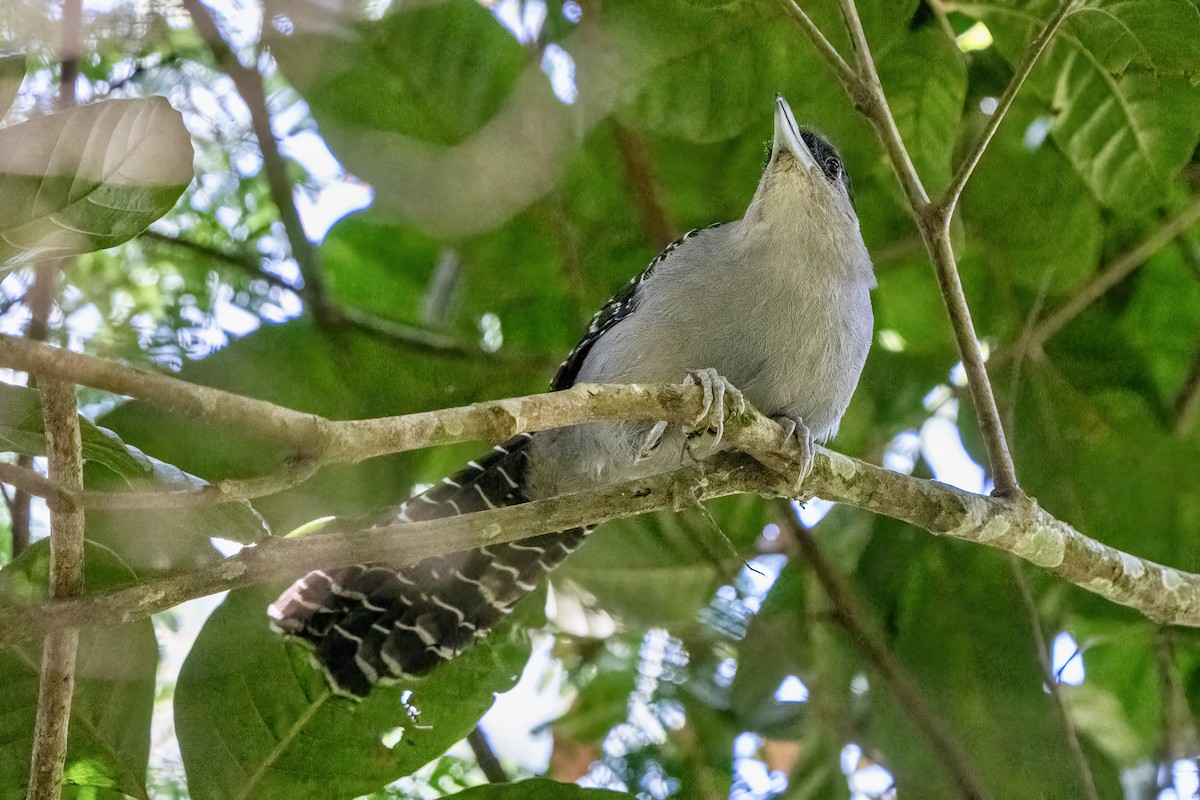 Giant Antshrike - ML643213835