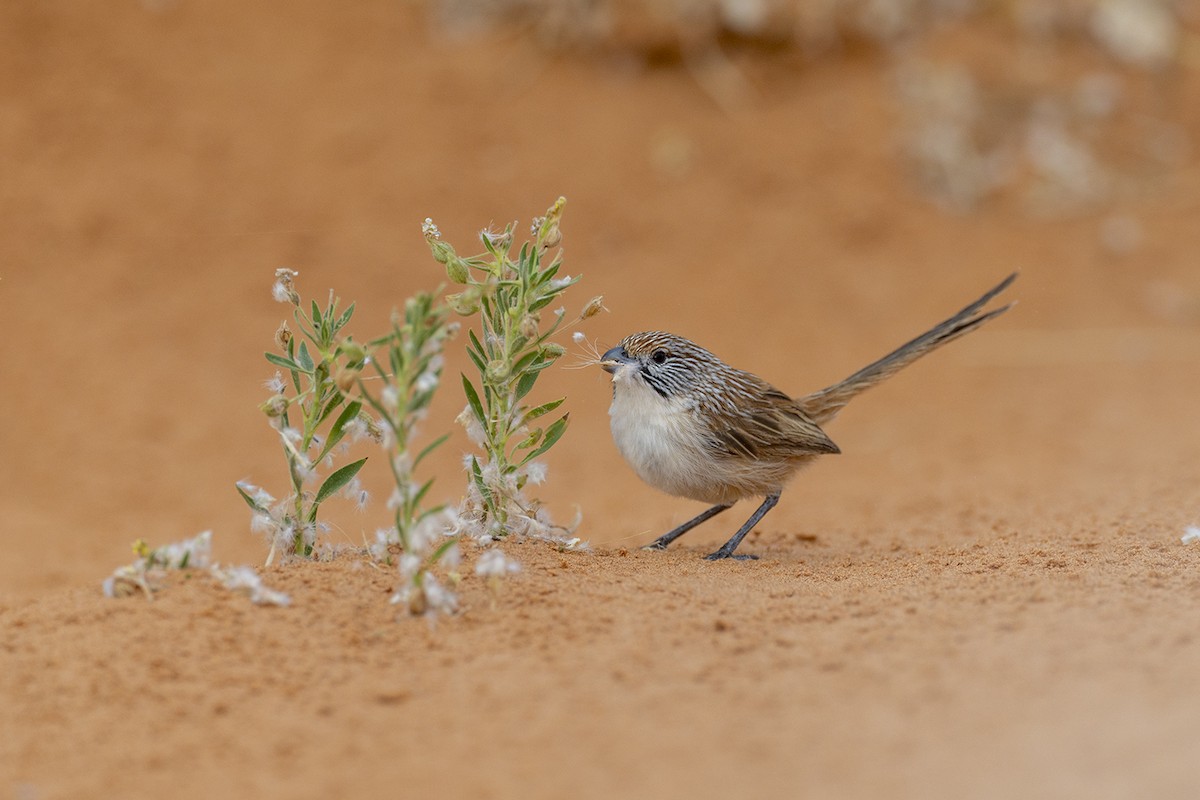 Eyrean Grasswren - ML643213842