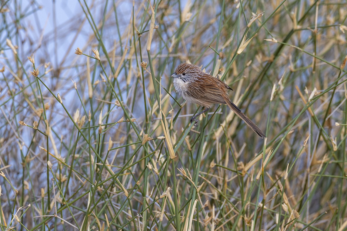 Eyrean Grasswren - ML643213843