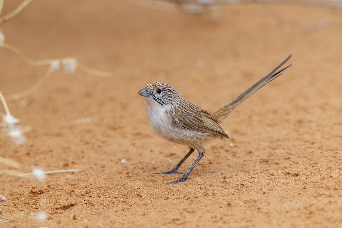Eyrean Grasswren - ML643213844