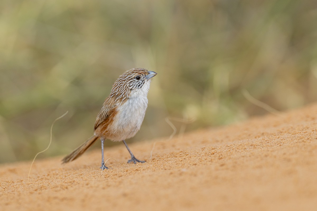 Eyrean Grasswren - ML643213845