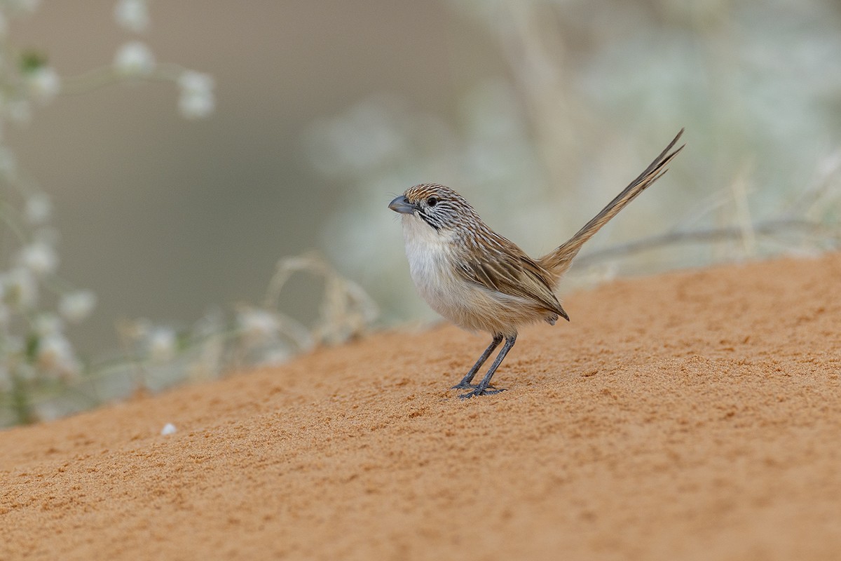 Eyrean Grasswren - ML643213846