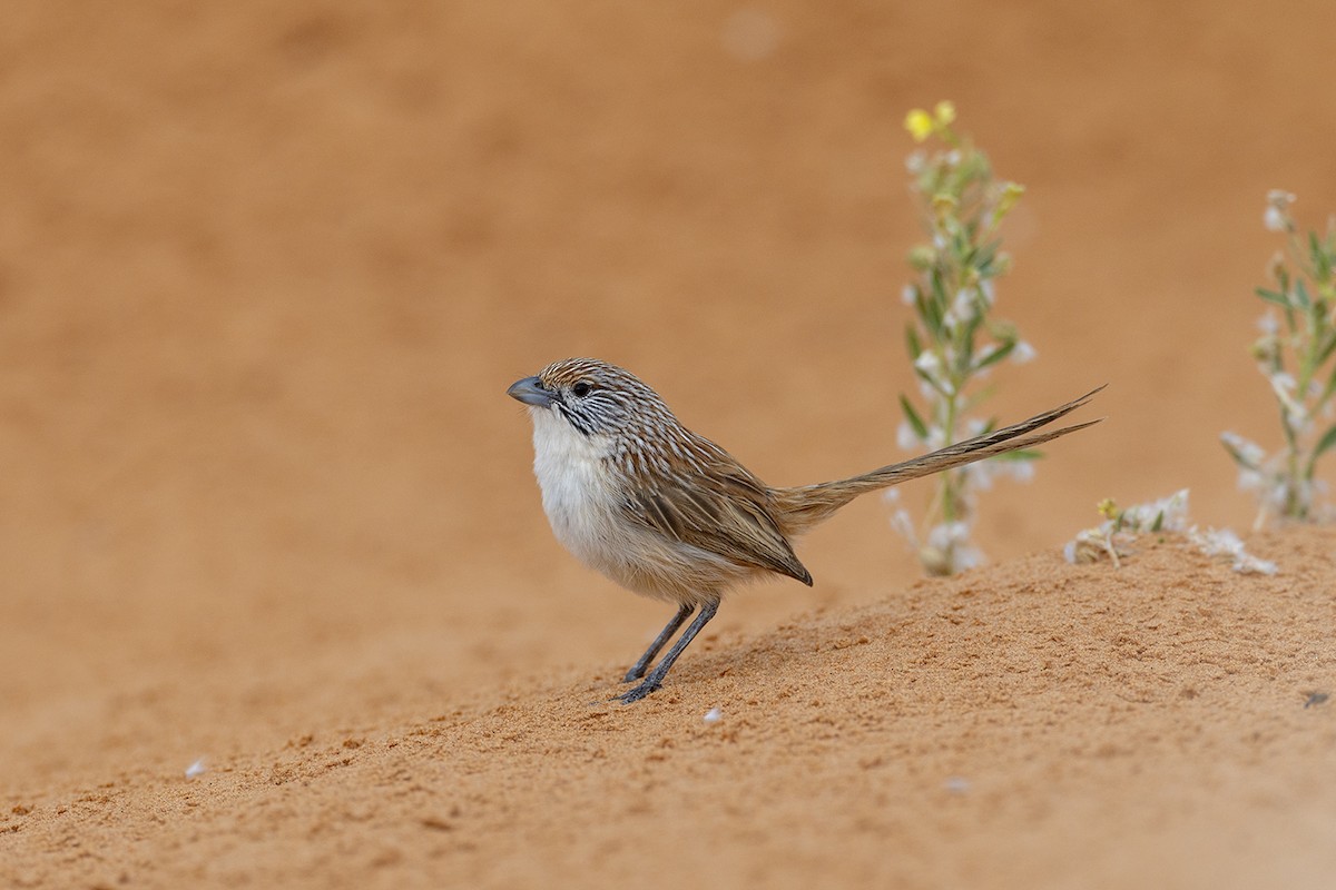 Eyrean Grasswren - ML643213847