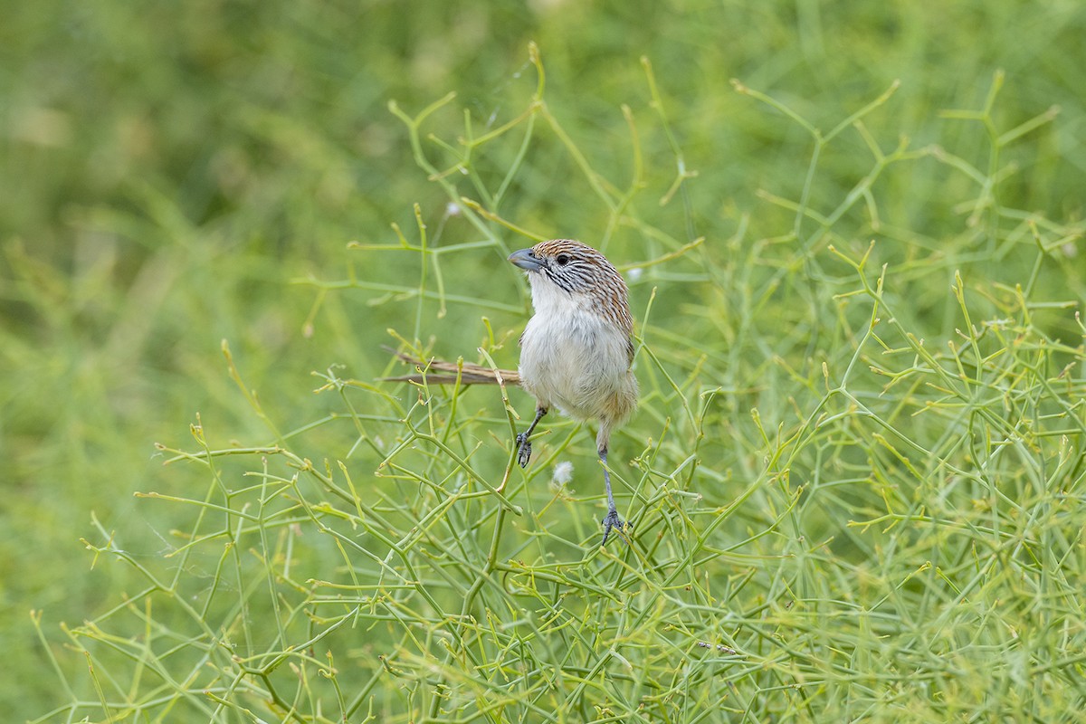 Eyrean Grasswren - ML643213848