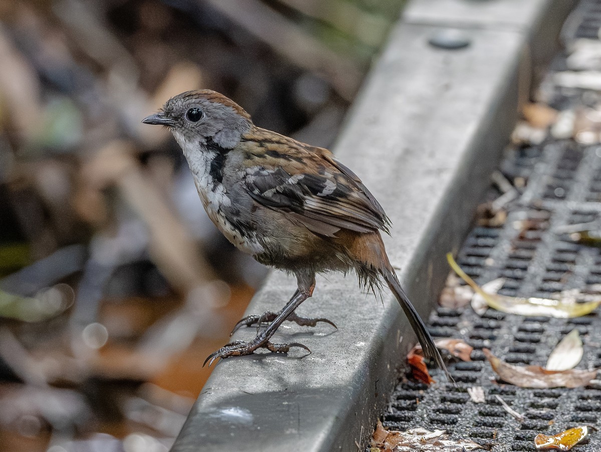 Australian Logrunner - ML643213857