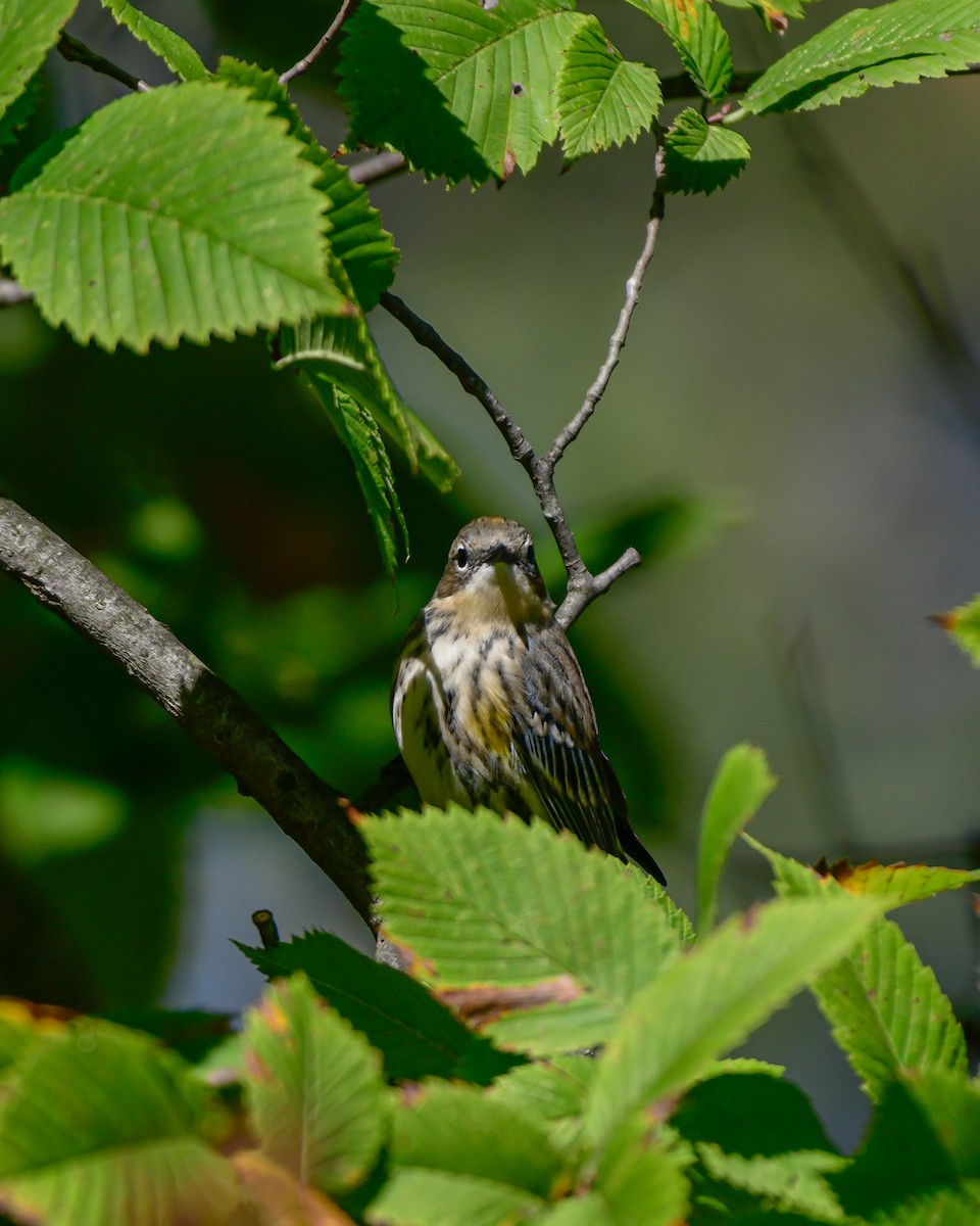 Yellow-rumped Warbler - ML643213864