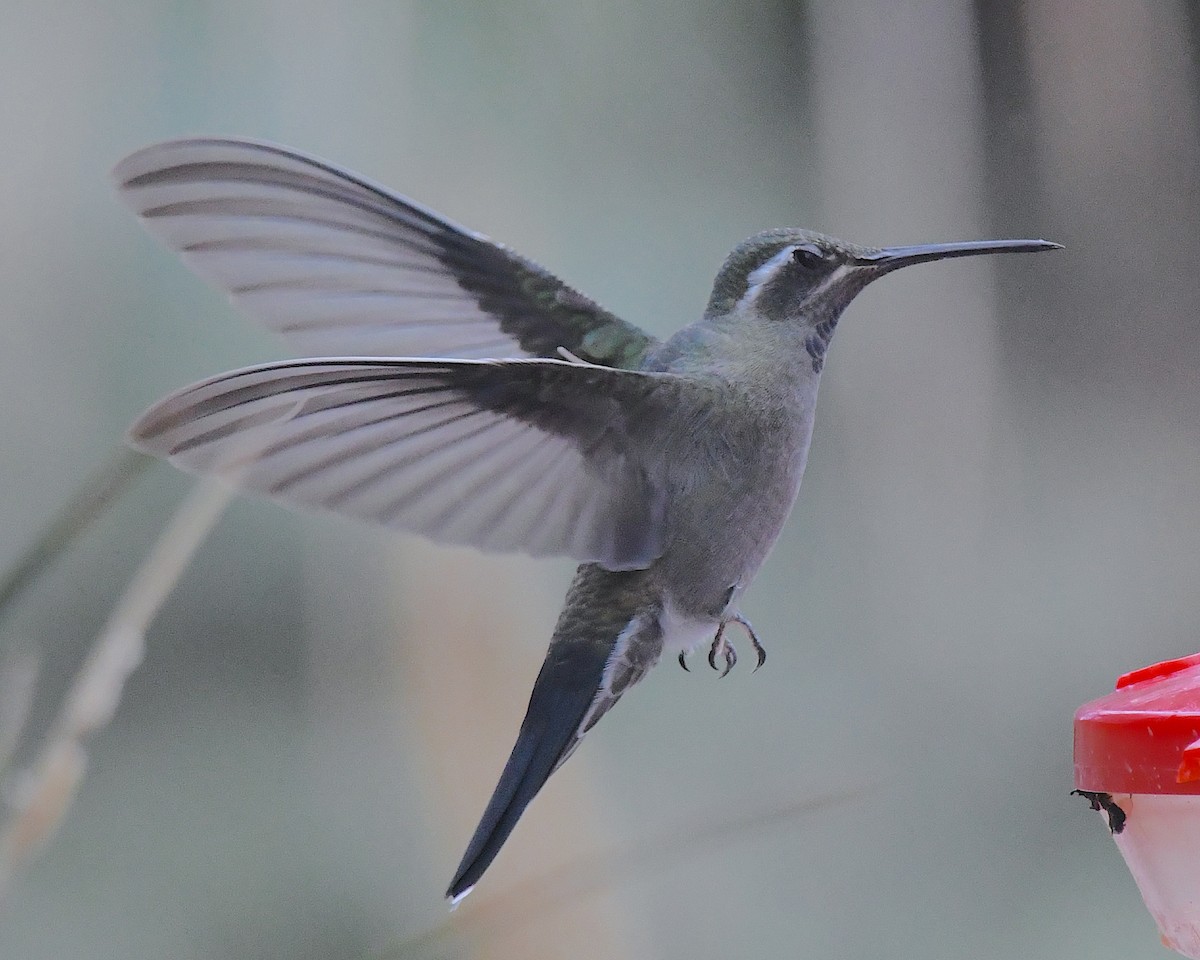 Blue-throated Mountain-gem - ML643213868