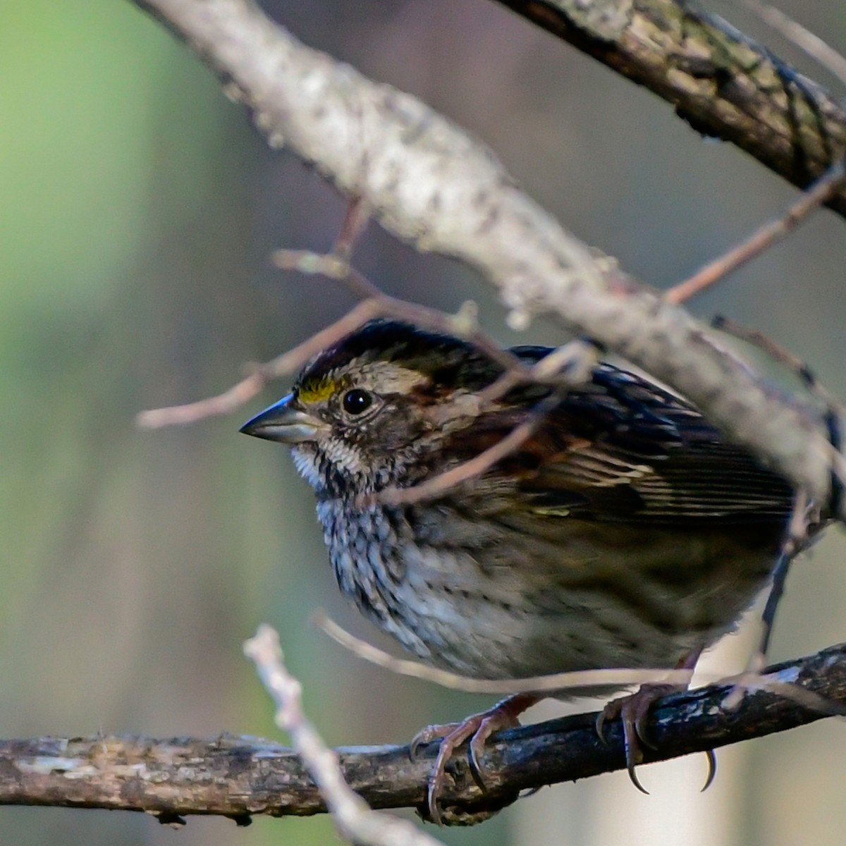 White-throated Sparrow - ML643213870