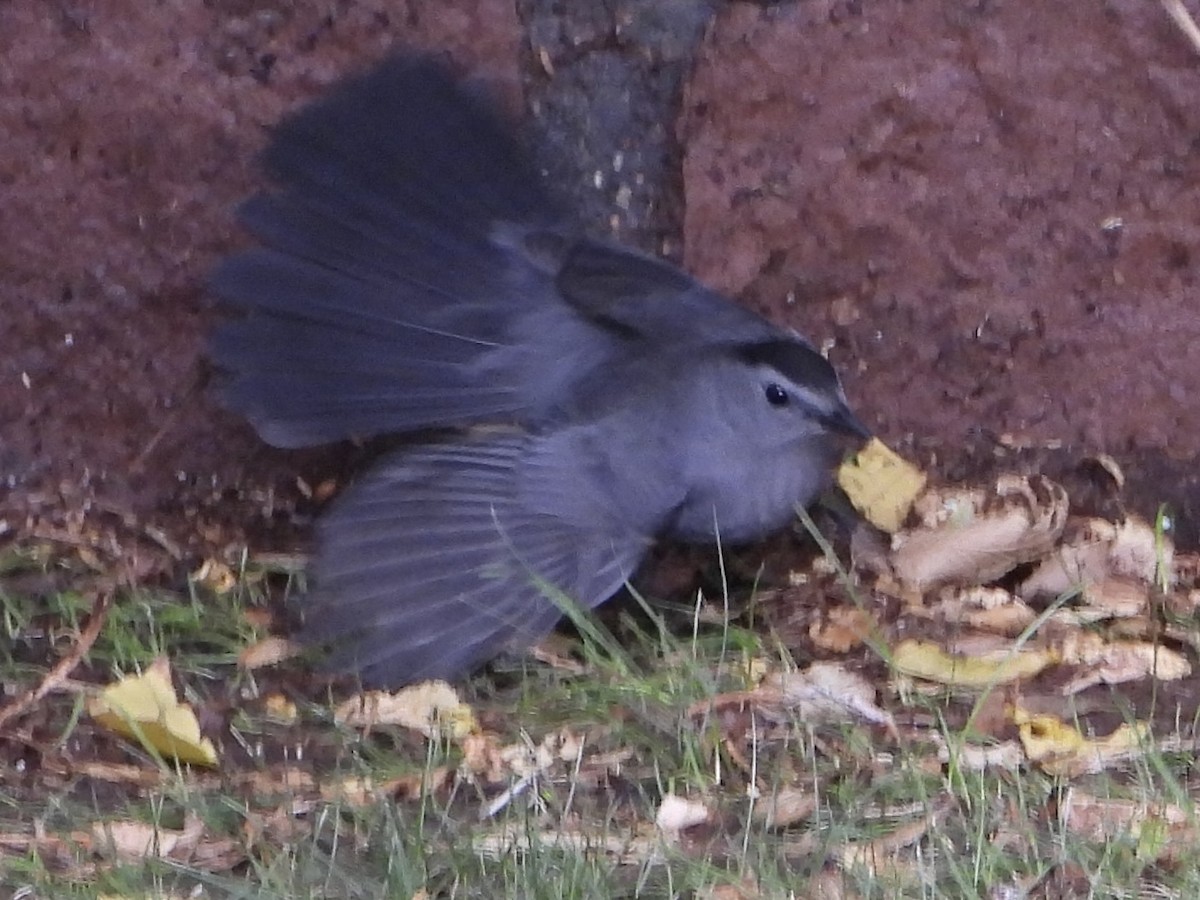 Gray Catbird - ML643213893